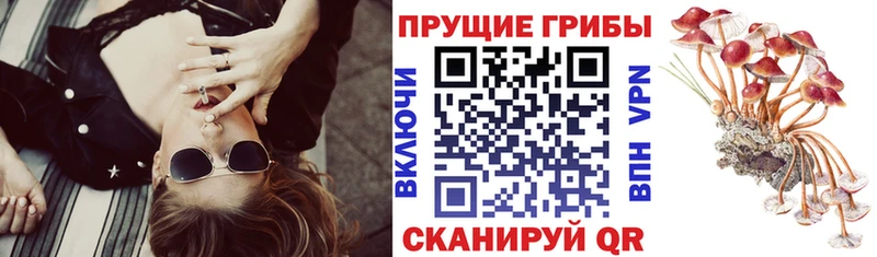 blacksprut сайт  продажа наркотиков  Ирбит  Псилоцибиновые грибы GOLDEN TEACHER 